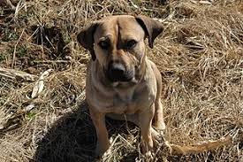 Mountain Cur Breeds